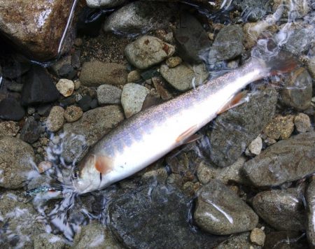 アマゴたちは元気いっぱい